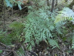 Pteris macilenta