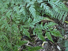 Pteris macilenta