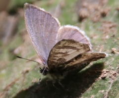 Cacyreus lingeus