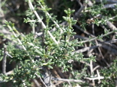Plocama aucheri