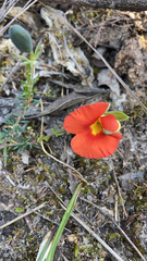 Gompholobium ecostatum