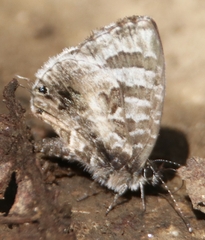 Cacyreus lingeus