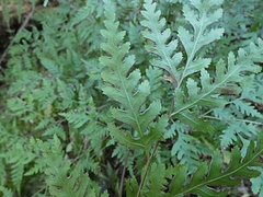 Pteris macilenta