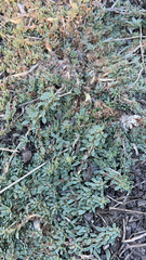 Amaranthus blitoides