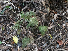 Hymenophyllum demissum