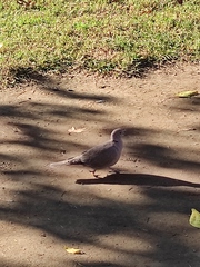 Streptopelia decaocto