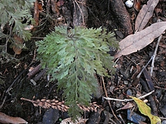Hymenophyllum demissum