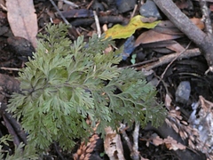 Hymenophyllum demissum