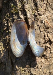 Utterbackia imbecillis