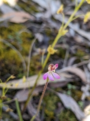 Caladenia pusilla