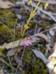 Caladenia pusilla