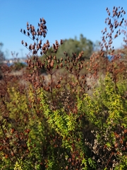 Hypericum empetrifolium