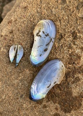 Utterbackia imbecillis