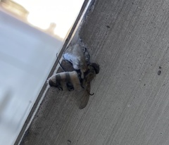 Entomophthora
