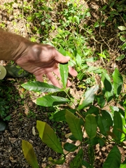 Guarea macrophylla