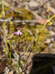 Caladenia pusilla