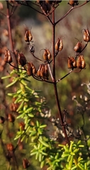 Hypericum empetrifolium