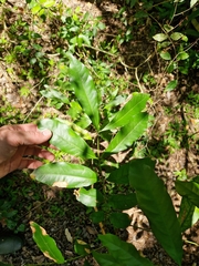 Guarea macrophylla