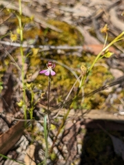 Caladenia pusilla
