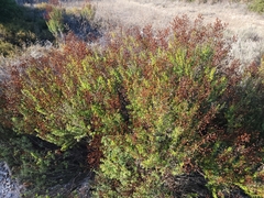 Hypericum empetrifolium
