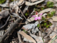 Caladenia pusilla
