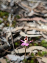 Caladenia pusilla