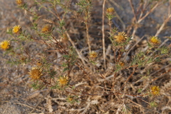 Carlina corymbosa