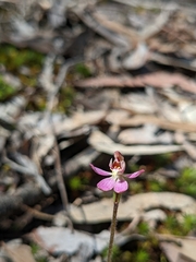 Caladenia pusilla