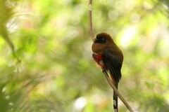 Trogon personatus