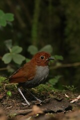 Grallaria rufocinerea