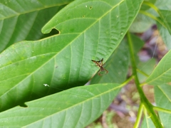 Micrathena sexspinosa