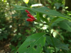 Ruellia angustiflora