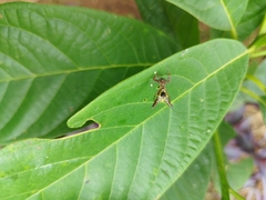 Micrathena sexspinosa