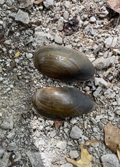 Utterbackia imbecillis