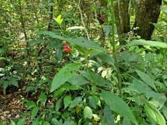 Ruellia angustiflora
