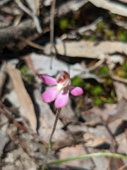 Caladenia pusilla