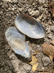 Utterbackia imbecillis