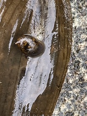 Ampullaceana balthica