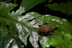 Pseudinca