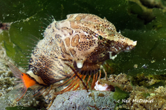 Rhamphocottus richardsonii