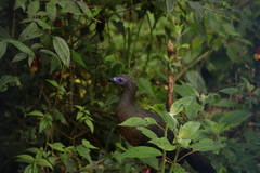 Chamaepetes goudotii