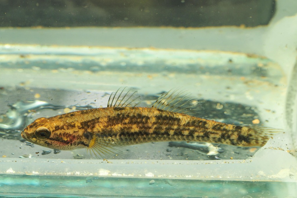 Striped gudgeon from Glenview QLD 4553, Australia on October 17, 2022 ...