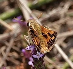 Hylephila peruana