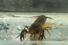 Cherax depressus