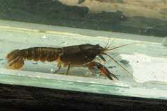Cherax depressus