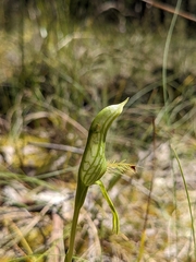 Pterostylis plumosa
