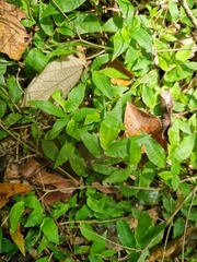 Oplismenus hirtellus