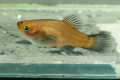 Platy
