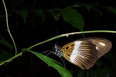 Papilio zenobia