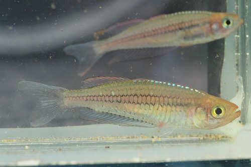 Ornate rainbowfish (Rhadinocentrus ornatus) — Melanotaeniidae — 2